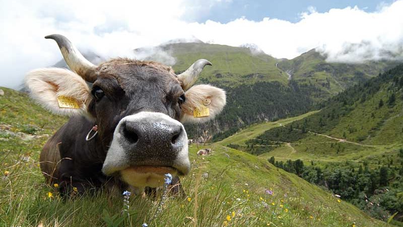 Eppas Gutes Viehwirtschaft © NATURPARK ÖTZTAL