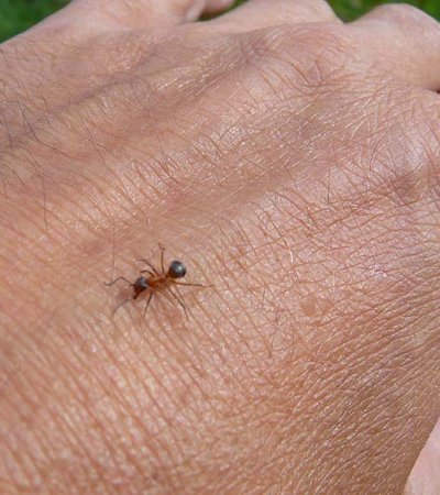 Kerbameise (Formica suecica, Formica foreli) - Naturpark Ötztal