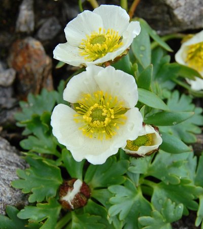 Gletscher-Hahnenfuß (Ranunculus glacialis) ©Roland Mayer - Naturpark Ötztal