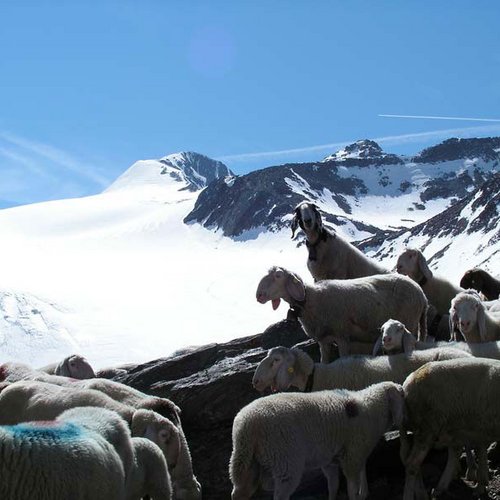 “Schaftrieb” (sheep herding) © Ötztal Nature Park