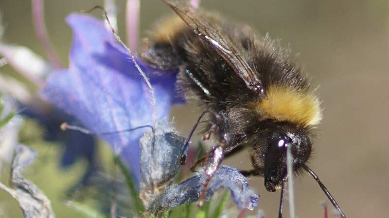 Bumblebee © W.Bacher