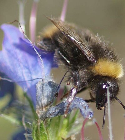 Hummel © W.Bacher