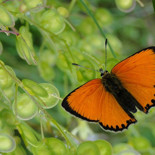 Archiv NP Ötztal/Lycaena Virgaureae/Peter Stoeckl