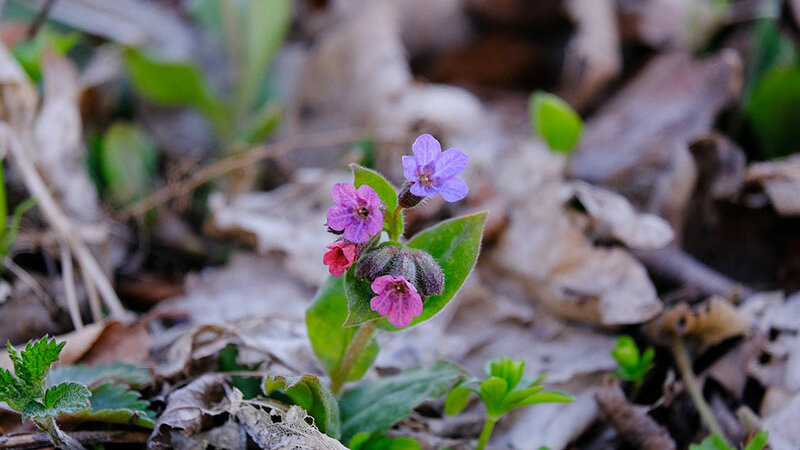 Echtes Lungenkraut Blüten © pixabay