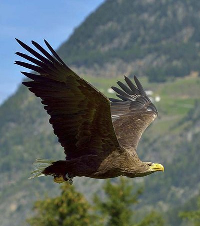 ©Ötztaler Greifvogelpark - Gebhard Schranz