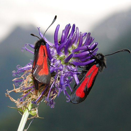 Archiv NP Ötztal/Zygaena Purpuralis/Peter Stoeckl