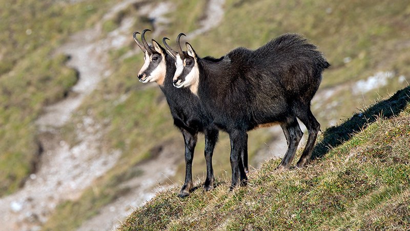 alpine goat - Naturpark Ötztal