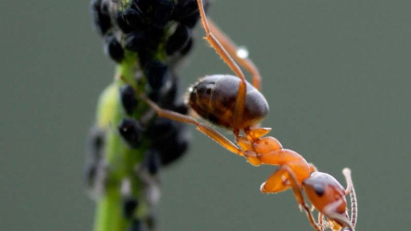 Kerbameise (Formica suecica, Formica foreli) © M. Scheiber - Naturpark Ötztal