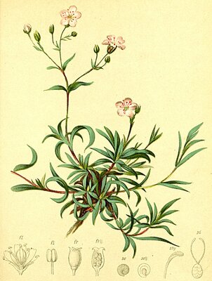 [Translate to en:] Gypsophila Repens © Atlas Alpenflora - Anton Hartinger