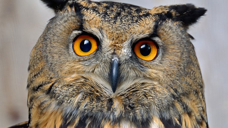 Eagle owl ©Alpenzoo Hansjörg Fiegl