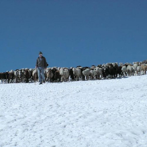 “Schaftrieb” (sheep herding) © Ötztal Nature Park