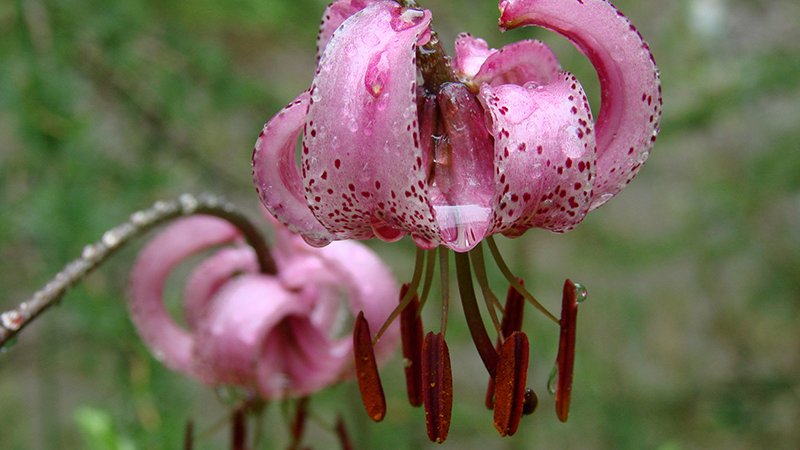 Lilium martagon