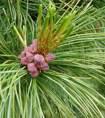 Zirbe (Pinus zembra) - Naturpark Ötztal