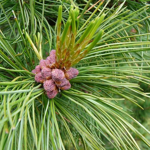 Swiss Pine forest ©Naturpark Ötztal