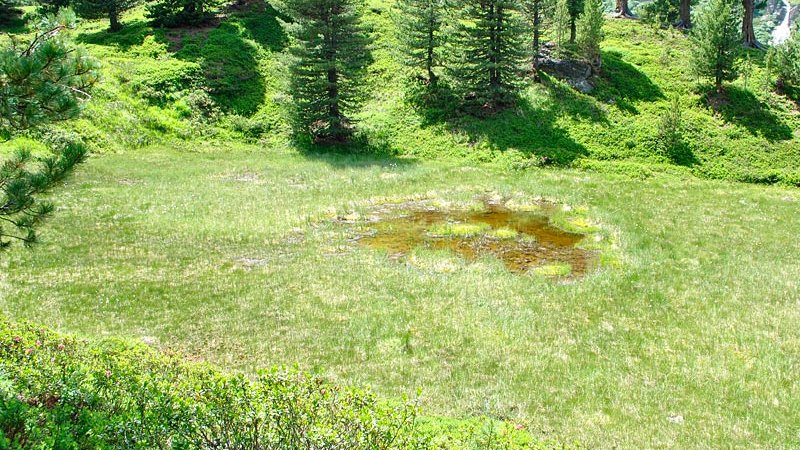 Zirbenwaldmoor Obergurgl - Naturpark Ötztal