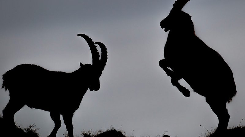 Alpensteinbock (Capra ibex) - Naturpark Ötztal