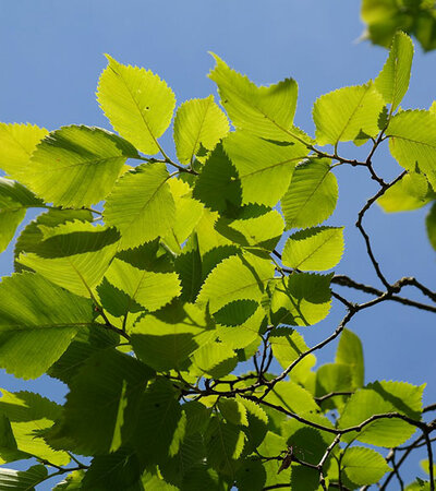 Bergulme Blätter ©pixabay