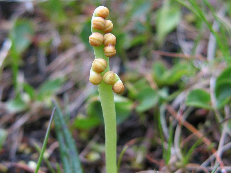 Einfacher -Rautenfarn  (Botrychium simplex) ©E. Schwienbacher - NATURPARK ÖTZTAL