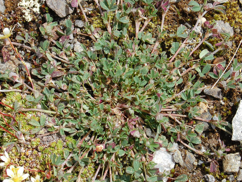 Felsenklee (Trifolium saxatile) ©Roland Mayer