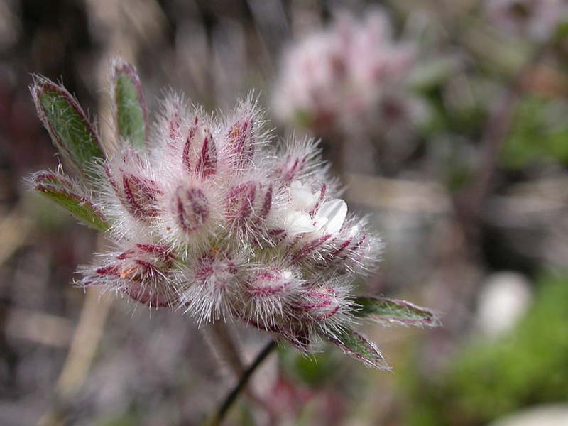 [Translate to en:] Steinklee (Trifolium saxatile) ©A. Hofer - NATURPARK ÖTZTAL