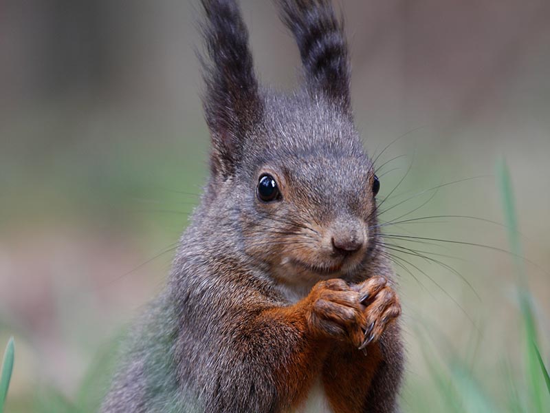 Eichhörnchen ©Hanspeter Leiter