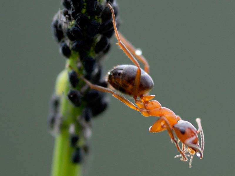 Schwedische Kerbameise (Formica suecica) ©M. Scheiber - NATURPARK ÖTZTAL