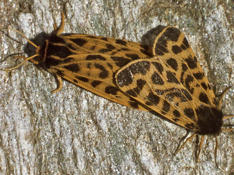 Matterhornbärenspinner (Holoarctica cervini) ©Helmut Deutsch