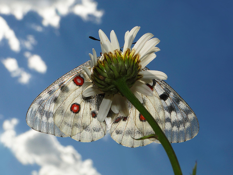 Apollofalter (Parnassius apollo) ©Peter Stöckl - NATURPARK ÖTZTAL