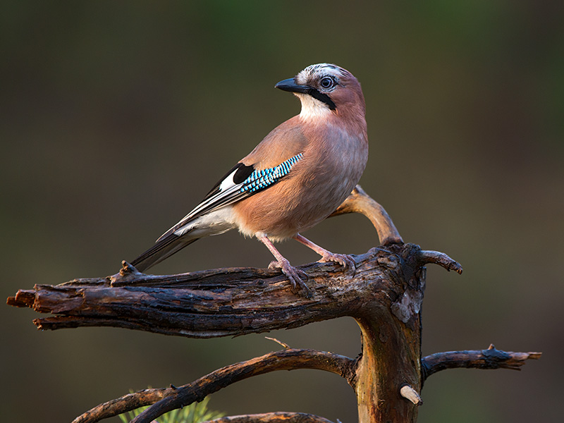 Eichelhäher (Garrulus glandarius) - NATURPARK ÖTZTAL